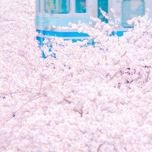 张柏芝给陈冠希吹口哨视频
